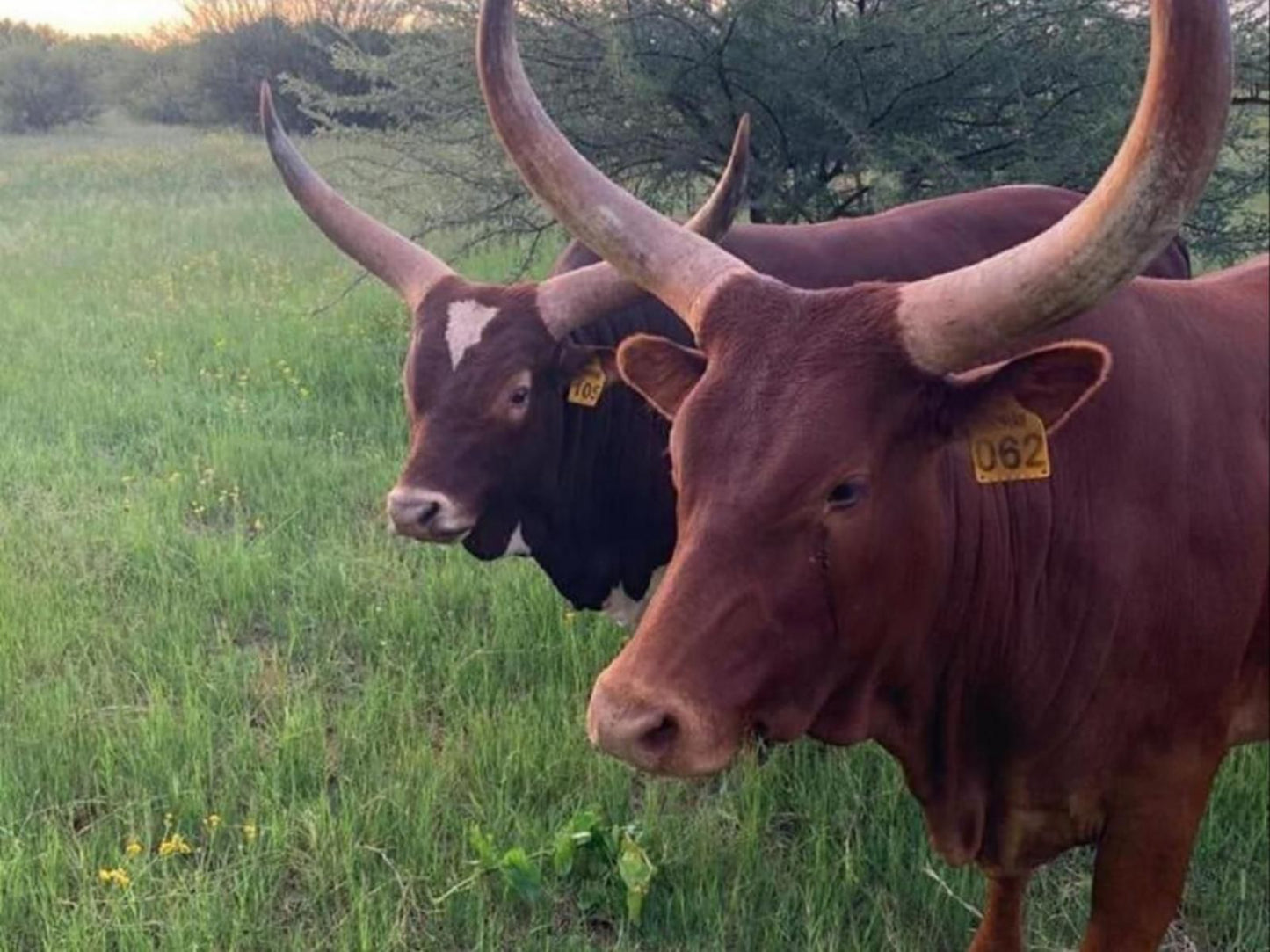 Liedjiesbos Bandb Groenvlei Bloemfontein Free State South Africa Cow, Mammal, Animal, Agriculture, Farm Animal, Herbivore