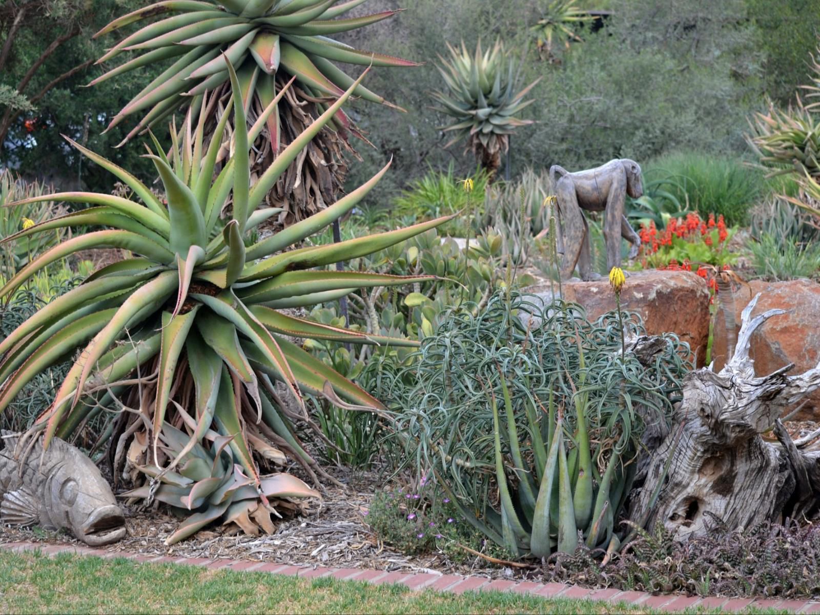 Liedjiesbos Bandb Groenvlei Bloemfontein Free State South Africa Cactus, Plant, Nature, Garden