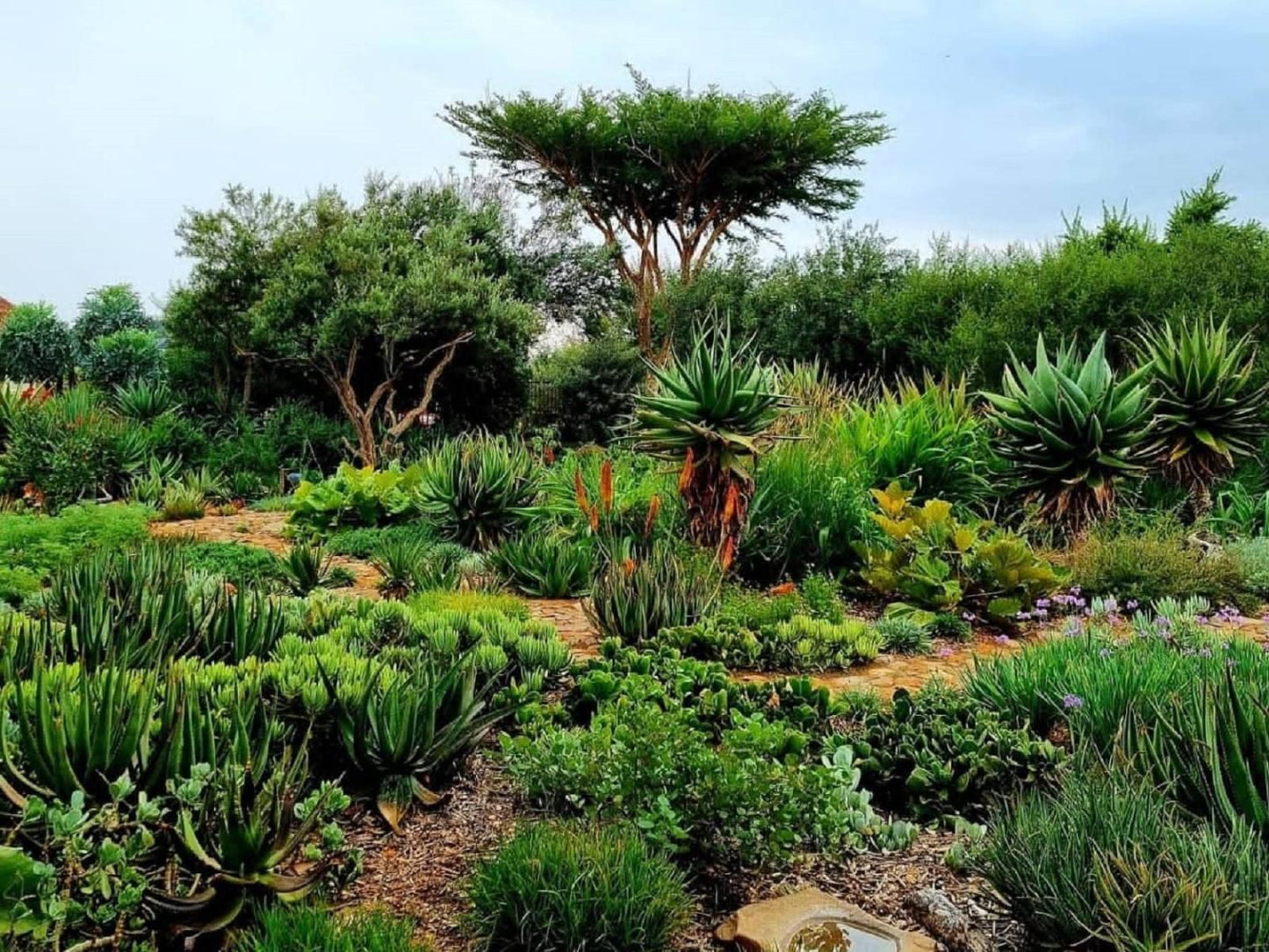 Liedjiesbos Bandb Groenvlei Bloemfontein Free State South Africa Plant, Nature, Garden