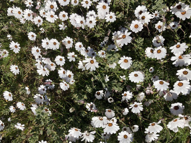 Light House Beach Room Glencairn Heights Cape Town Western Cape South Africa Daisy, Flower, Plant, Nature