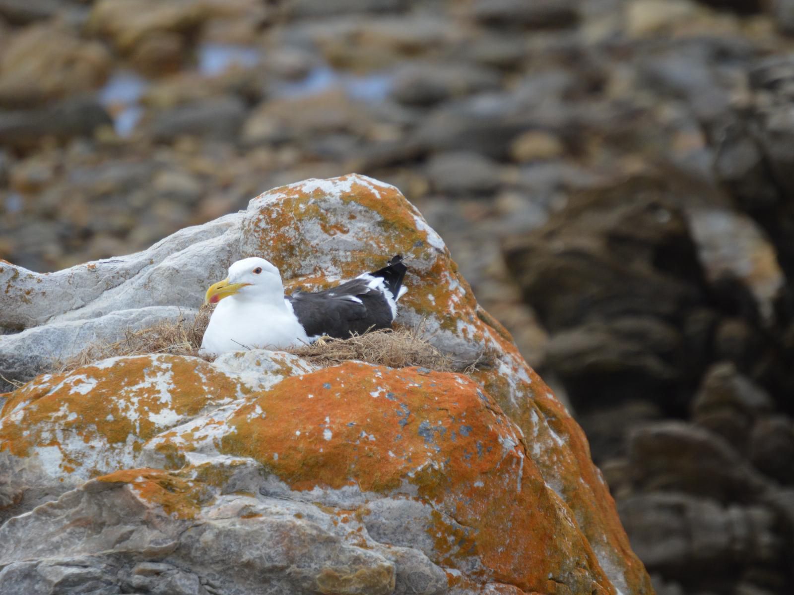 Lighthouse Stay, Seagull, Bird, Animal