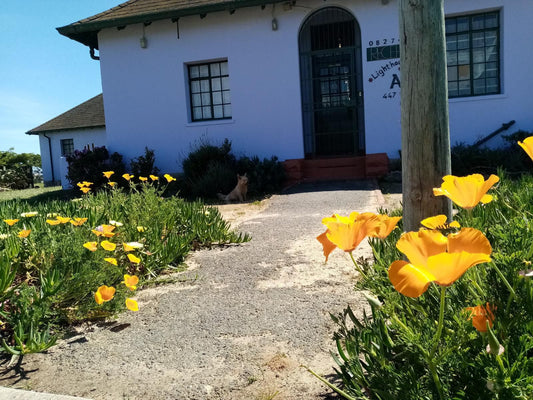 Lighthouse Farm Lodge And Backpackers Mowbray Cape Town Western Cape South Africa Complementary Colors, House, Building, Architecture, Plant, Nature