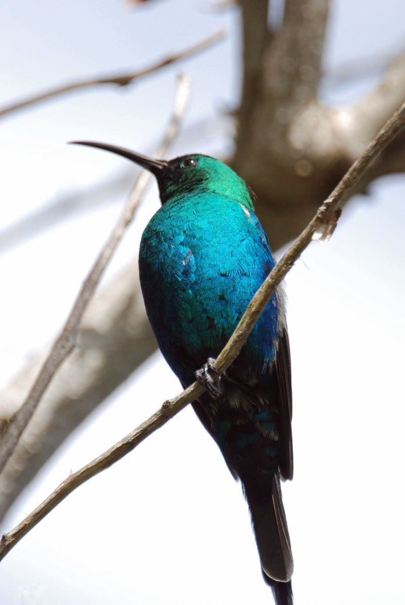 Lighthouse Way Kommetjie Cape Town Western Cape South Africa Kingfisher, Bird, Animal, Beetle, Insect