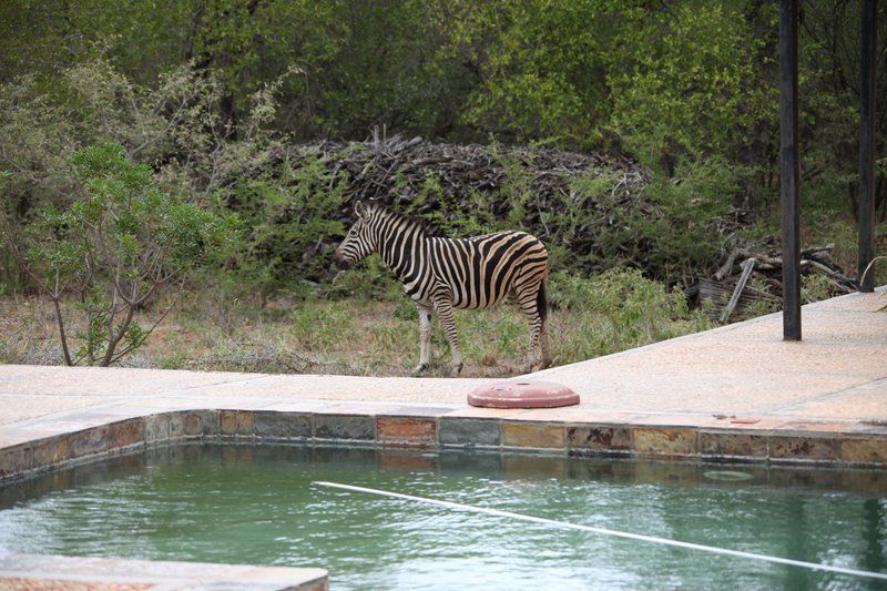 Lili Bush Guesthouse Hoedspruit Limpopo Province South Africa Zebra, Mammal, Animal, Herbivore