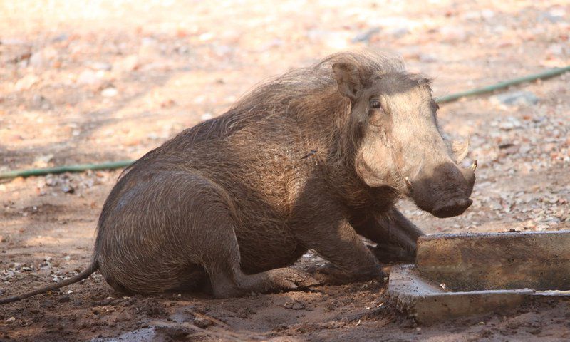 Lili Bush Guesthouse Hoedspruit Limpopo Province South Africa Animal