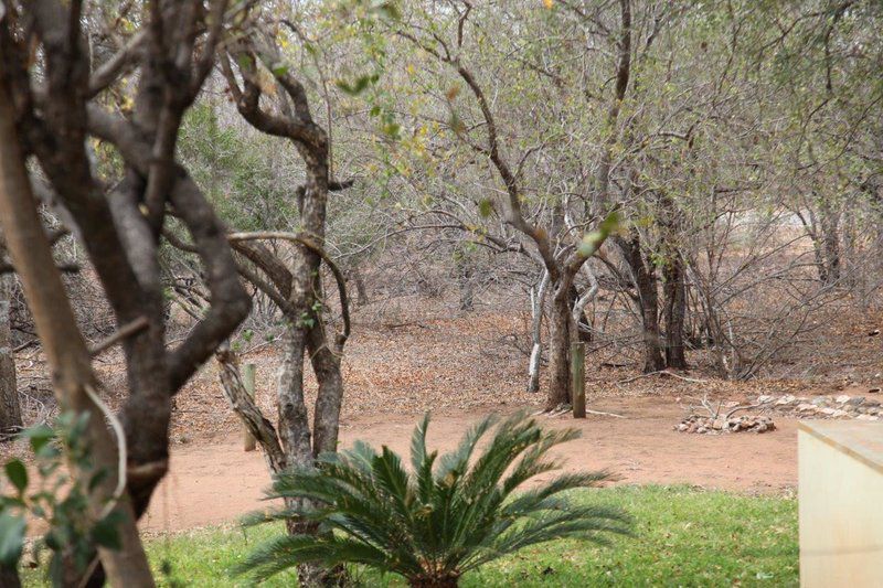 Lili Bush Guesthouse Hoedspruit Limpopo Province South Africa Plant, Nature, Tree, Wood
