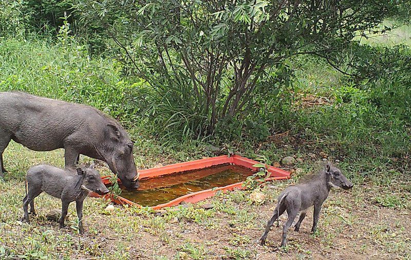 Lili Bush Guesthouse Hoedspruit Limpopo Province South Africa Water Buffalo, Mammal, Animal, Herbivore