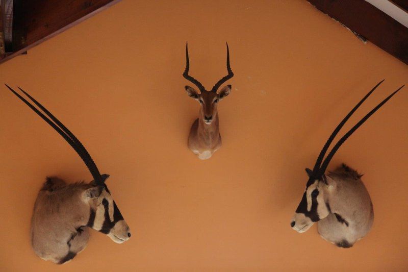Lili Bush Guesthouse Hoedspruit Limpopo Province South Africa Sepia Tones, Deer, Mammal, Animal, Herbivore