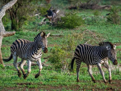 Lily Rose Bed & Breakfast, Zebra, Mammal, Animal, Herbivore