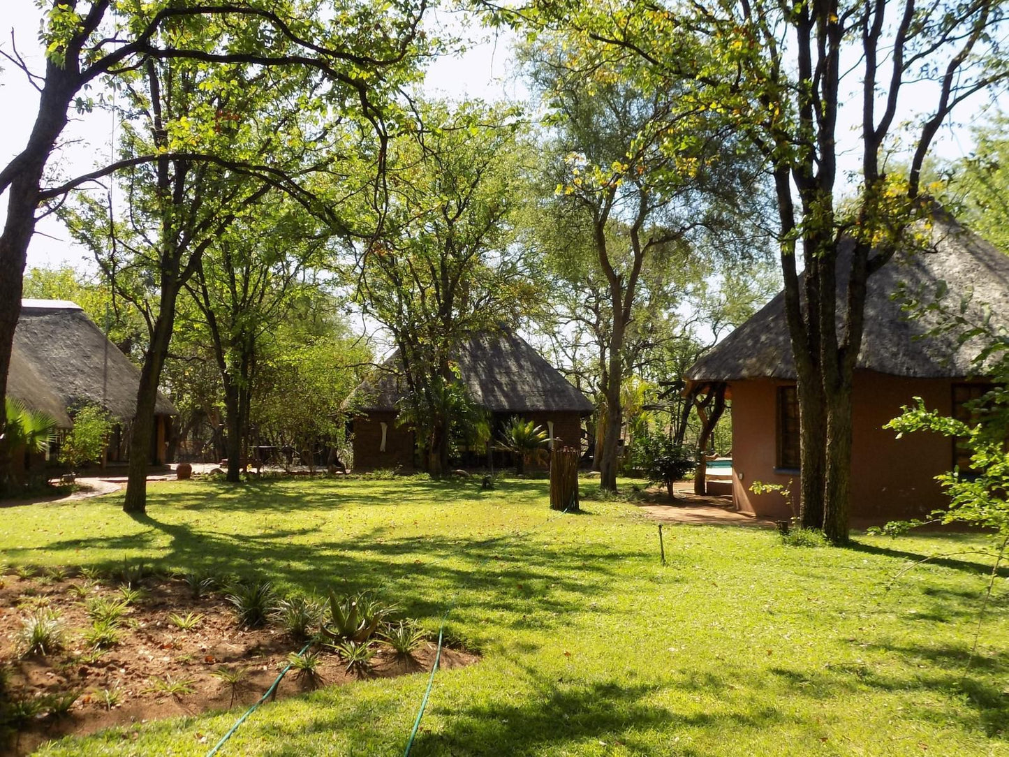 Limpokwena Nature Reserve Alldays Limpopo Province South Africa Tree, Plant, Nature, Wood