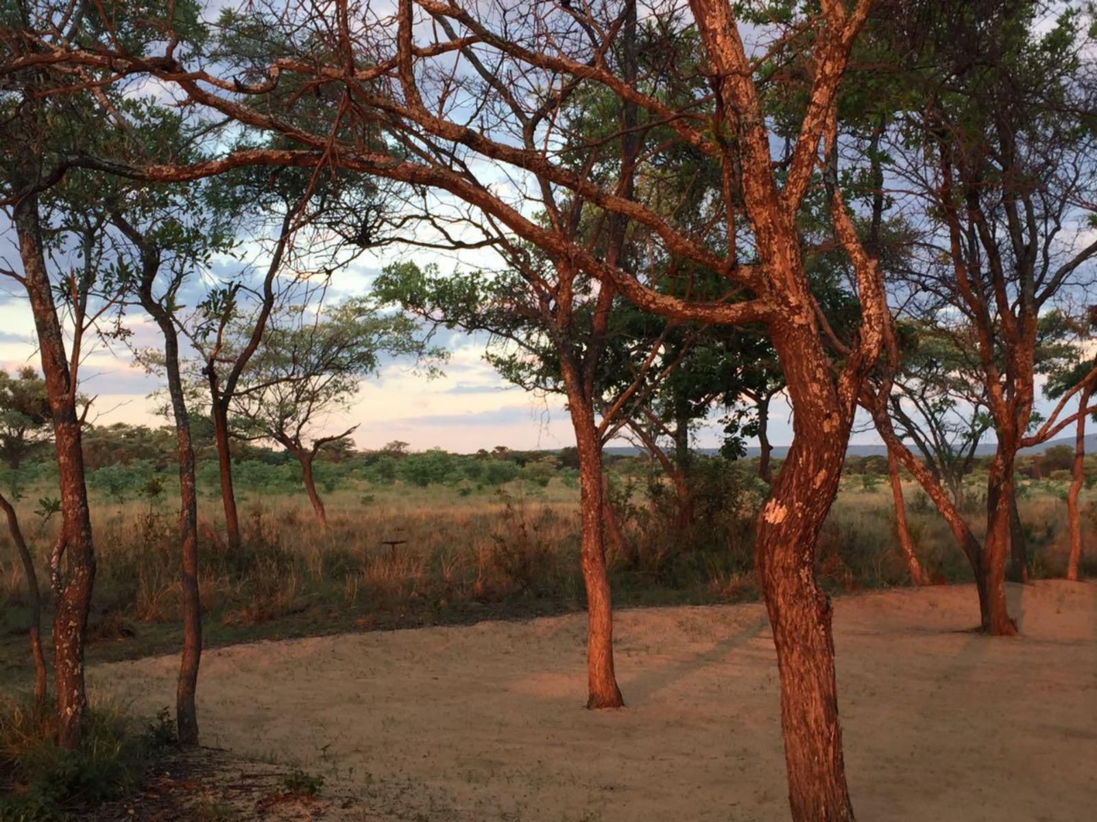 Limpopo Bushveld Retreat Private Campsite Vaalwater Limpopo Province South Africa Tree, Plant, Nature, Wood, Lowland