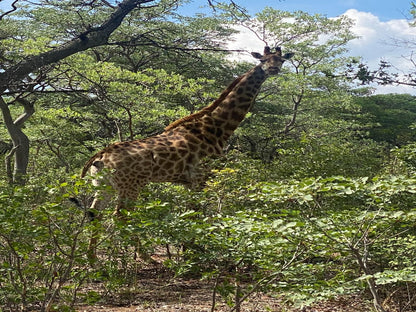 Limpopo Bushveld Retreat Private Campsite Vaalwater Limpopo Province South Africa Giraffe, Mammal, Animal, Herbivore