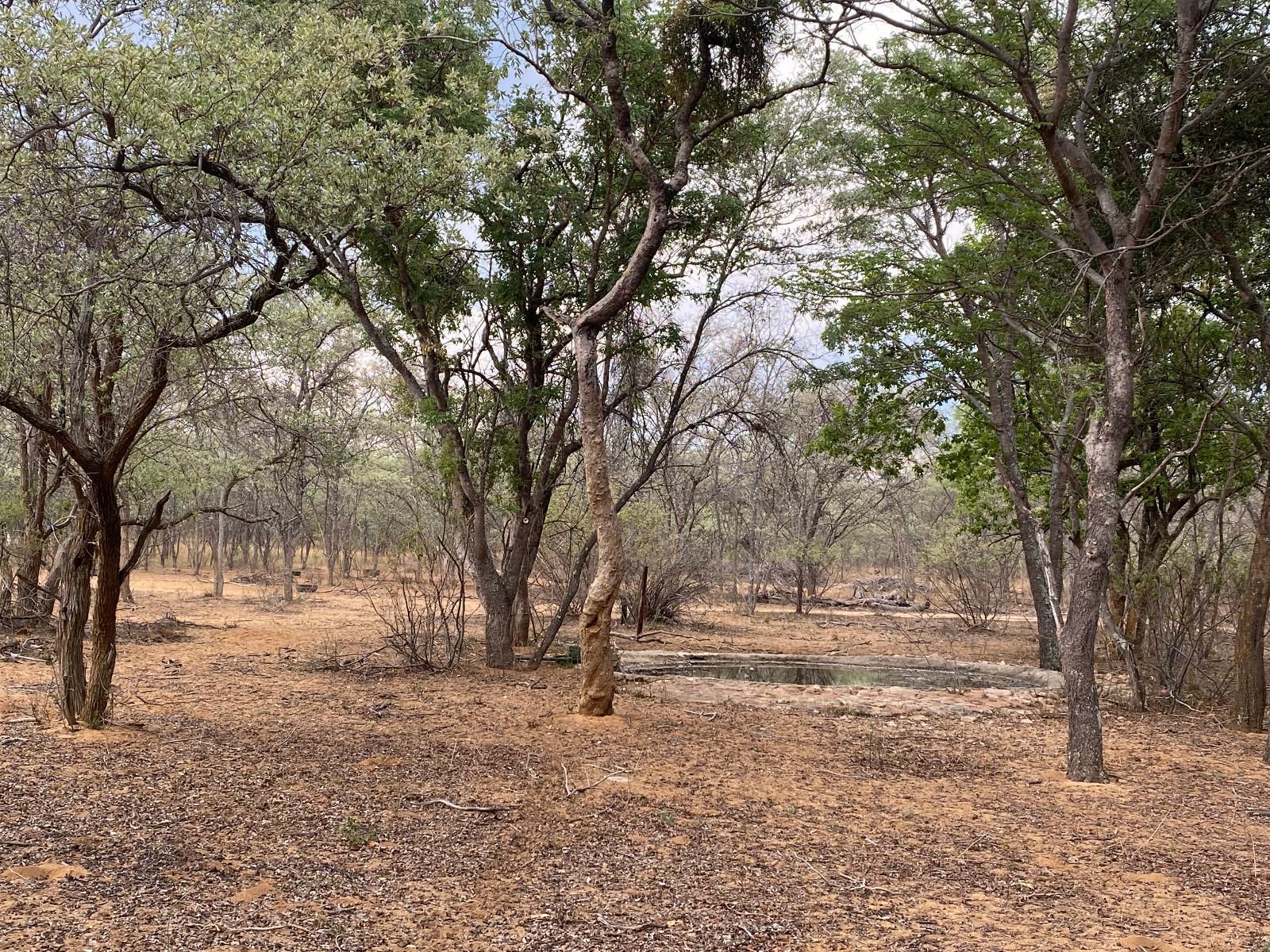 Limpopo Bushveld Retreat Private Campsite Vaalwater Limpopo Province South Africa Forest, Nature, Plant, Tree, Wood, Lowland