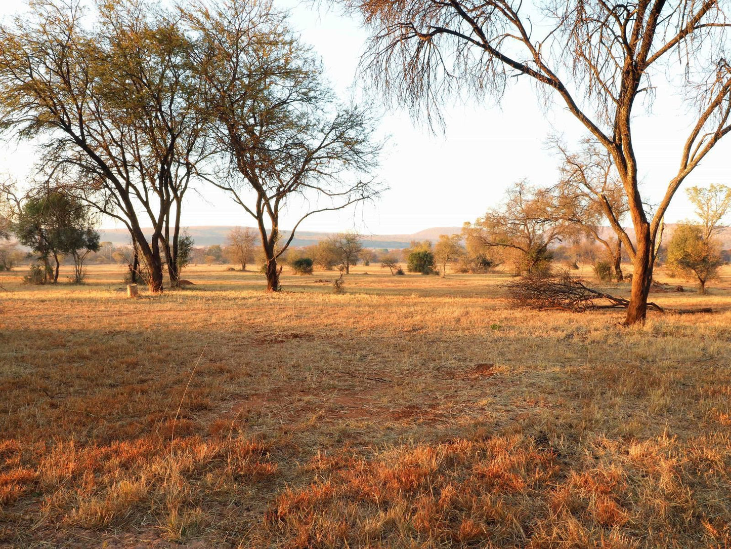 Lindani Game And Lodges Vaalwater Limpopo Province South Africa Field, Nature, Agriculture, Tree, Plant, Wood, Lowland