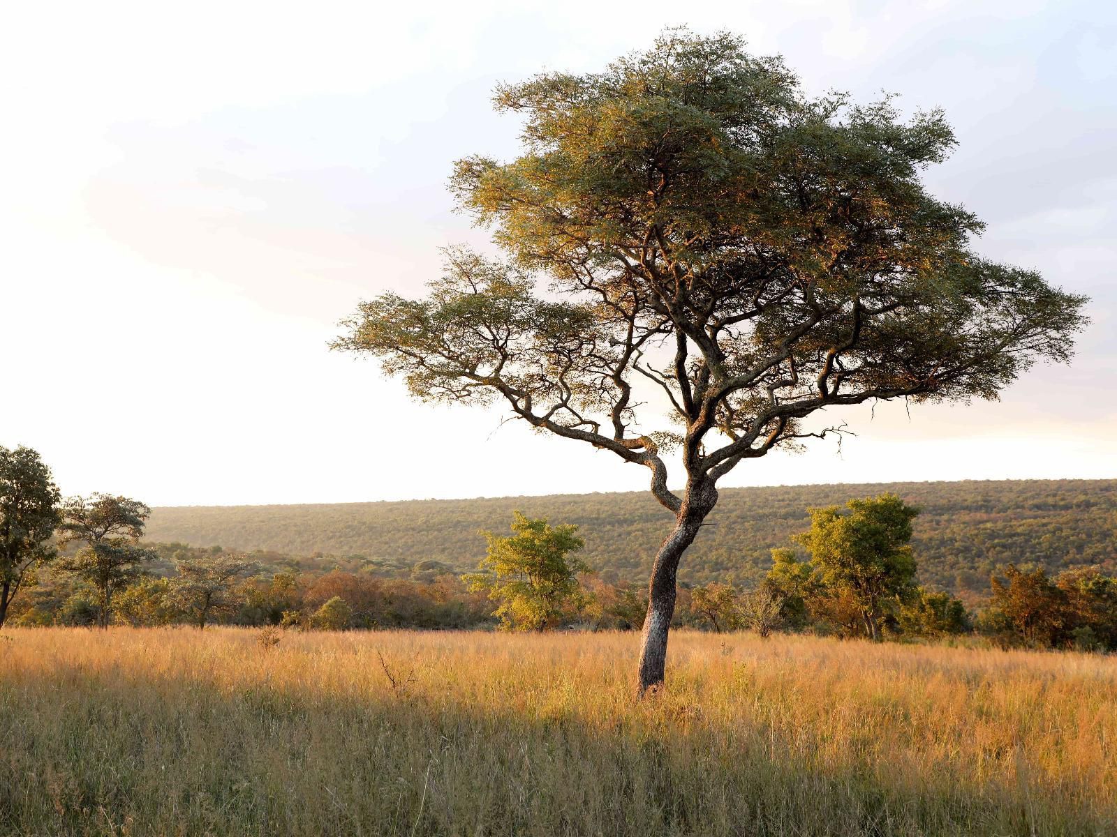 Lindani Game And Lodges Vaalwater Limpopo Province South Africa Tree, Plant, Nature, Wood, Lowland