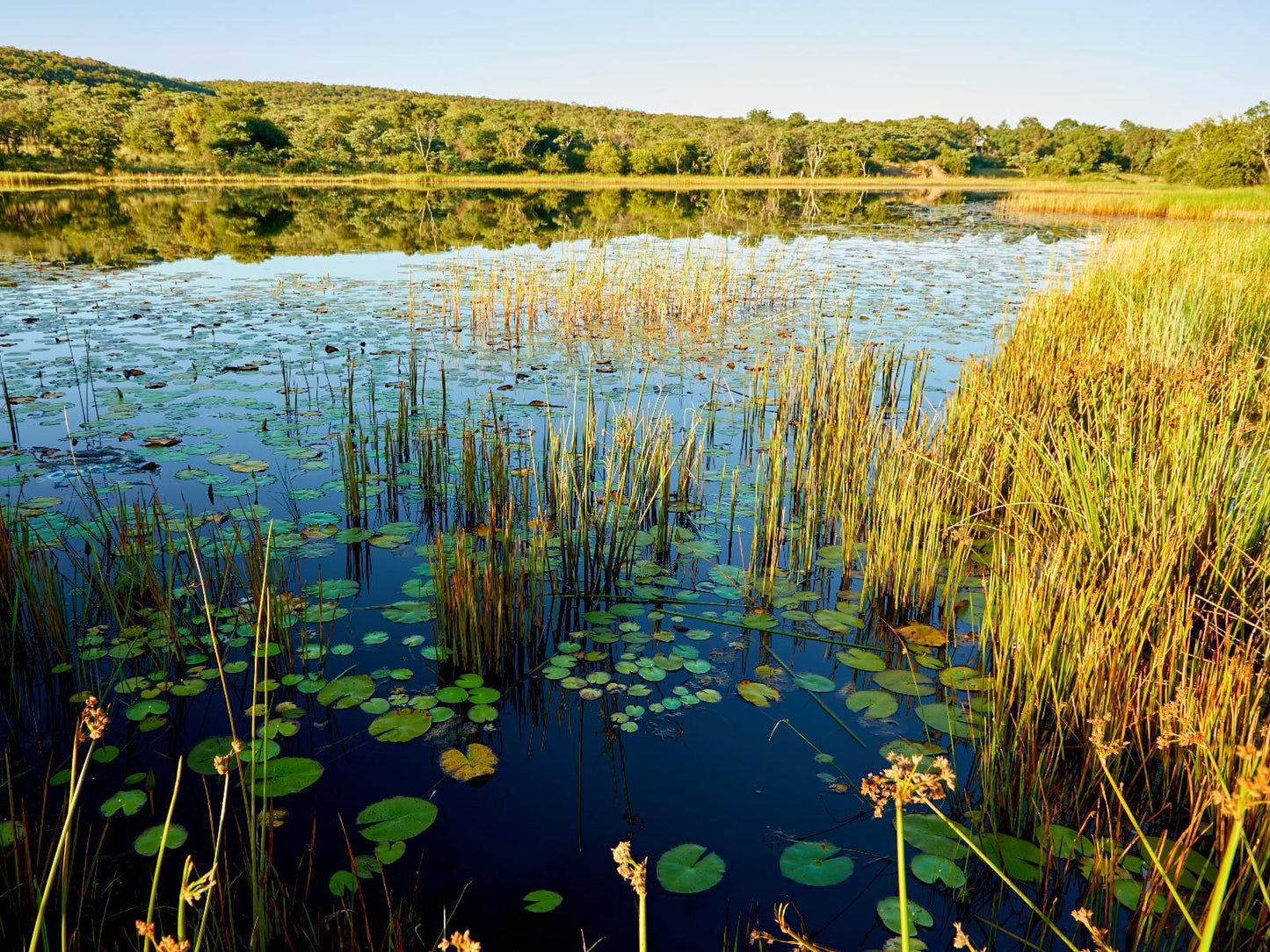 Lindani Game And Lodges Vaalwater Limpopo Province South Africa Complementary Colors, Nature