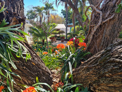 Lindekroon Guest House Polokwane Central Polokwane Pietersburg Limpopo Province South Africa Palm Tree, Plant, Nature, Wood, Garden