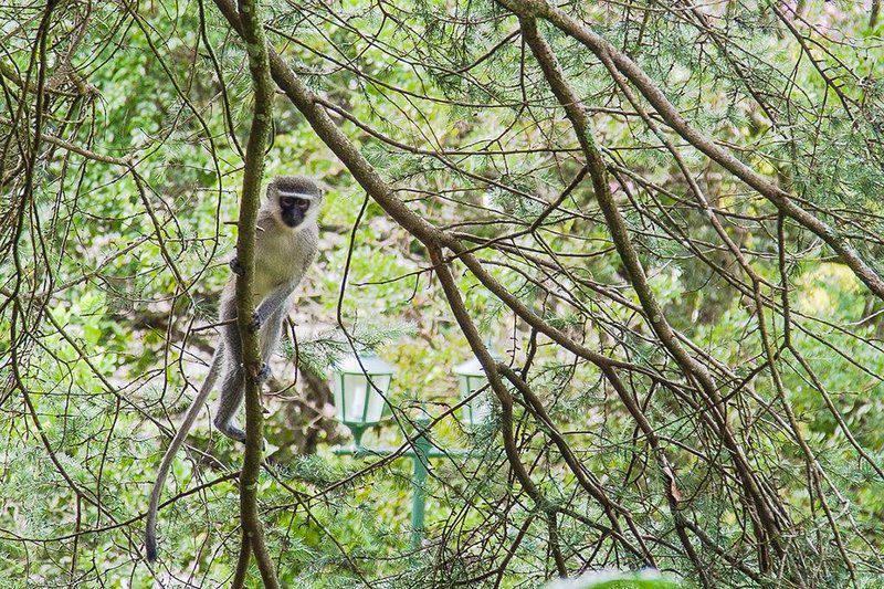 Lindisfarne B And B Bothas Hill Durban Kwazulu Natal South Africa Primate, Mammal, Animal, Raccoon, Predator