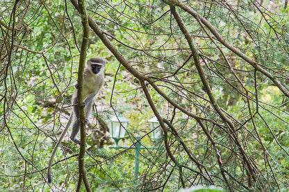 Lindisfarne B And B Bothas Hill Durban Kwazulu Natal South Africa Primate, Mammal, Animal, Raccoon, Predator