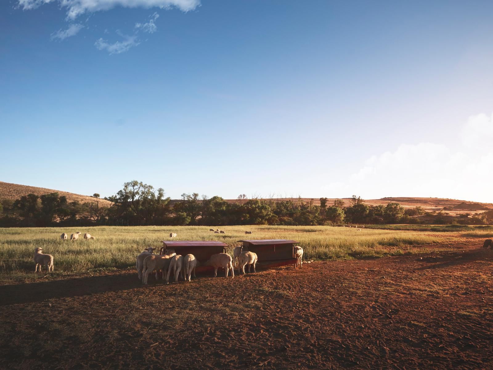 Linduli Lodge Cradock Eastern Cape South Africa Field, Nature, Agriculture, Lowland