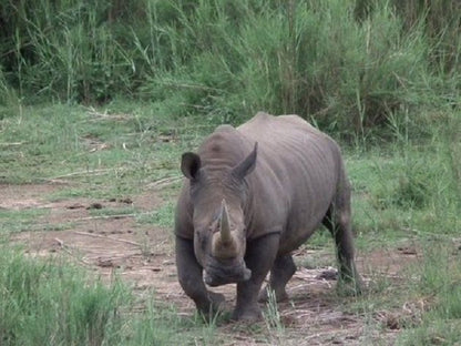 Lino S Lodge Malelane Mpumalanga South Africa Unsaturated, Rhino, Mammal, Animal, Herbivore