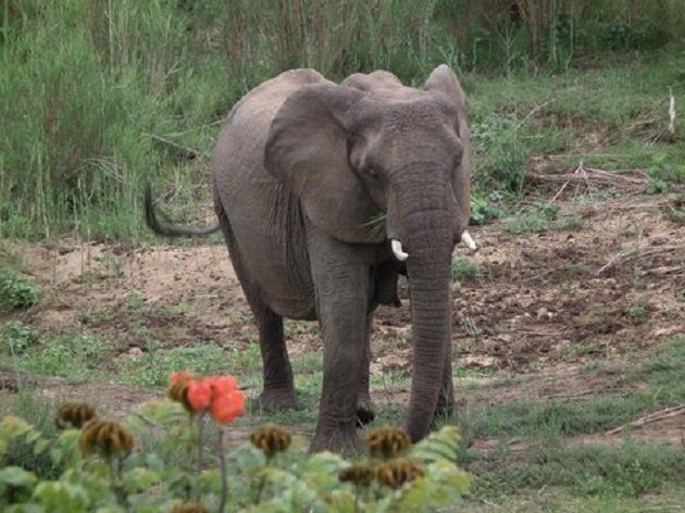 Lino S Lodge Malelane Mpumalanga South Africa Unsaturated, Elephant, Mammal, Animal, Herbivore