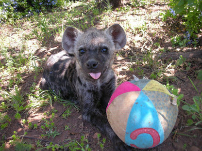 Lion And Cheetah Sanctuary Dinokeng Game Reserve Gauteng South Africa Dog, Mammal, Animal, Pet