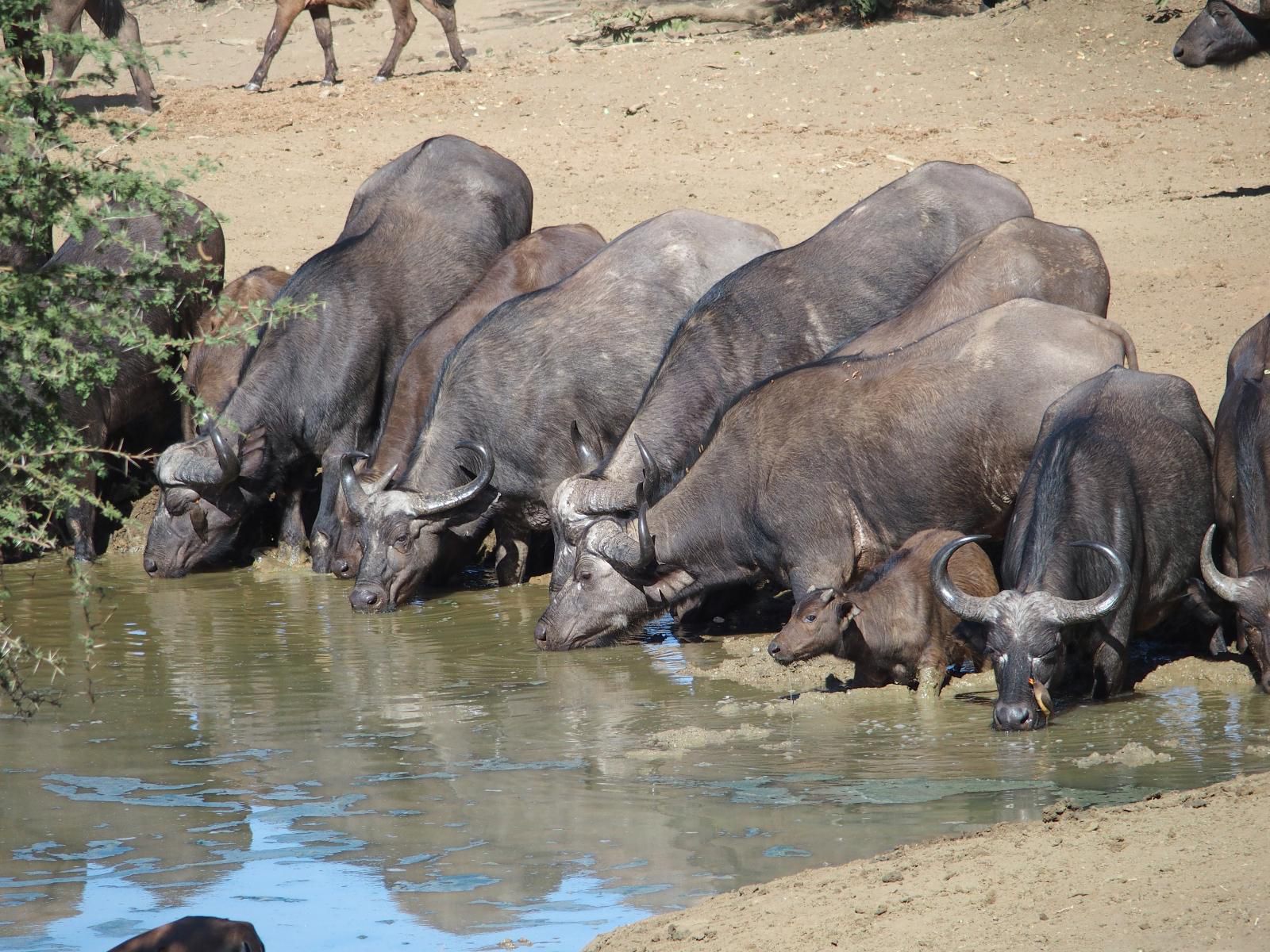 Lion Tree Top Lodge Acornhoek Mpumalanga South Africa Water Buffalo, Mammal, Animal, Herbivore