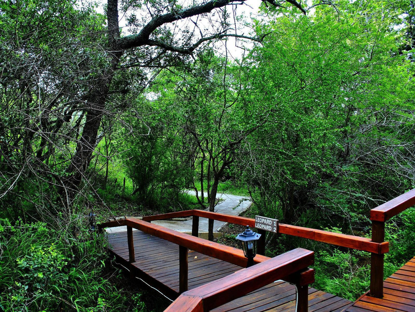 Lion Tree Top Lodge Acornhoek Mpumalanga South Africa Tree, Plant, Nature, Wood