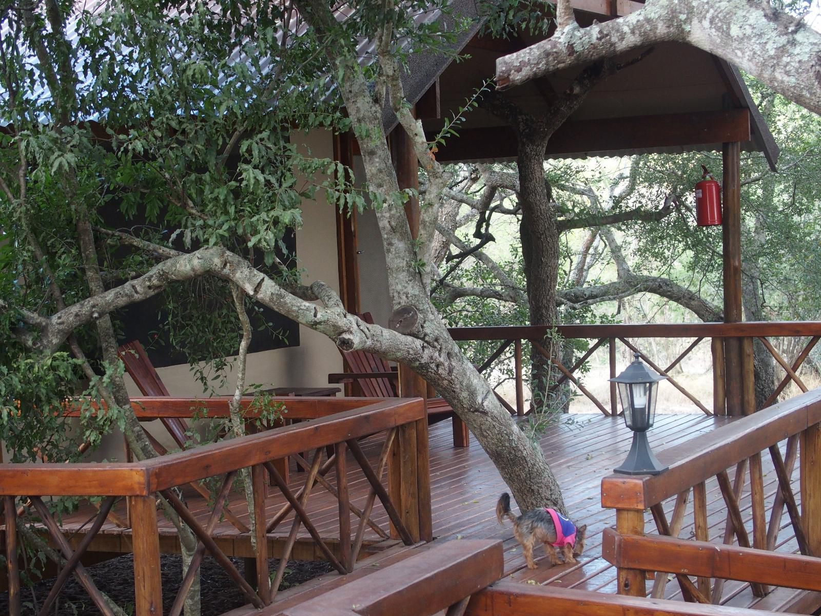 Lion Tree Top Lodge Acornhoek Mpumalanga South Africa 