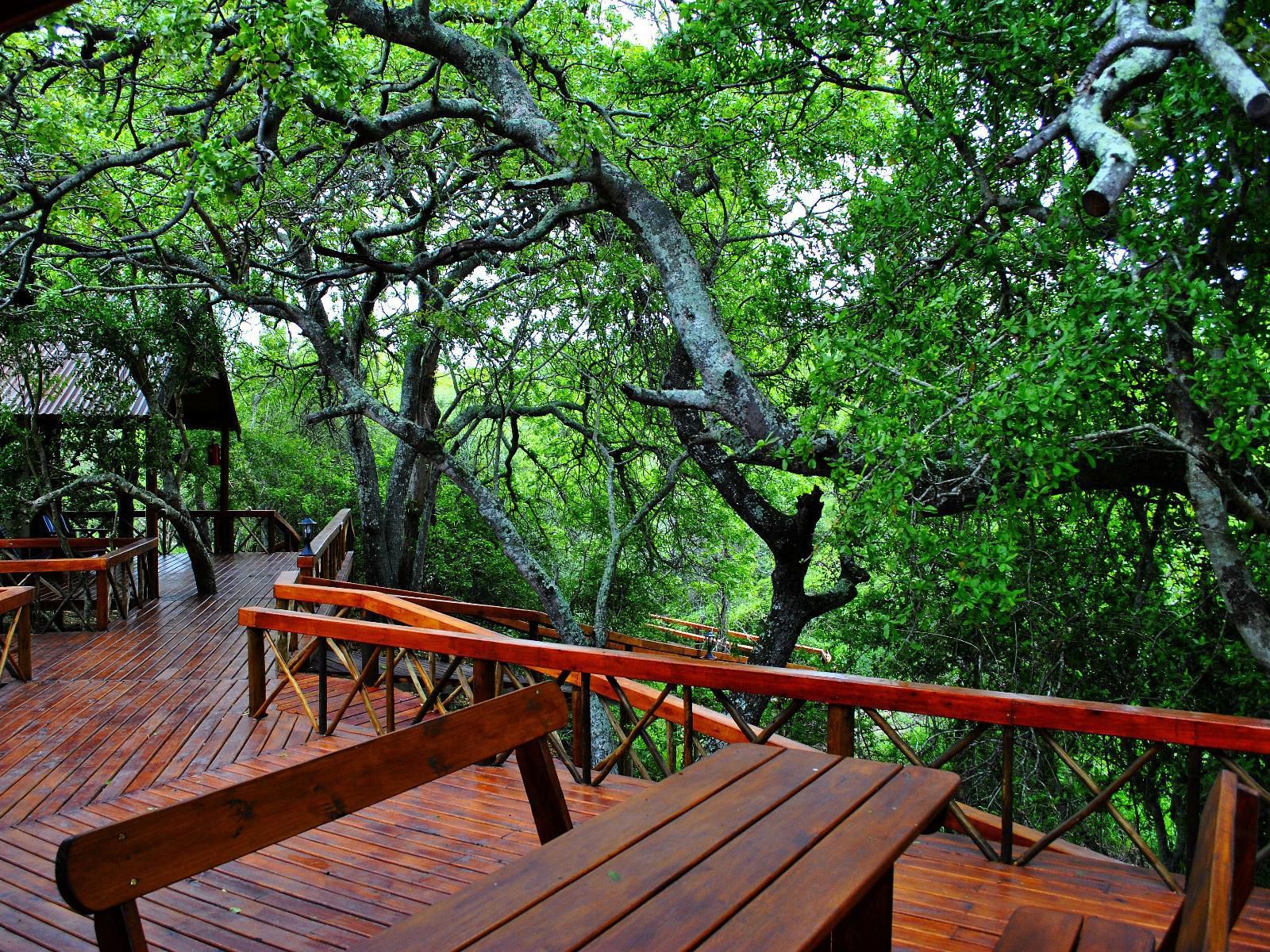 Lion Tree Top Lodge Acornhoek Mpumalanga South Africa Plant, Nature, Tree, Wood