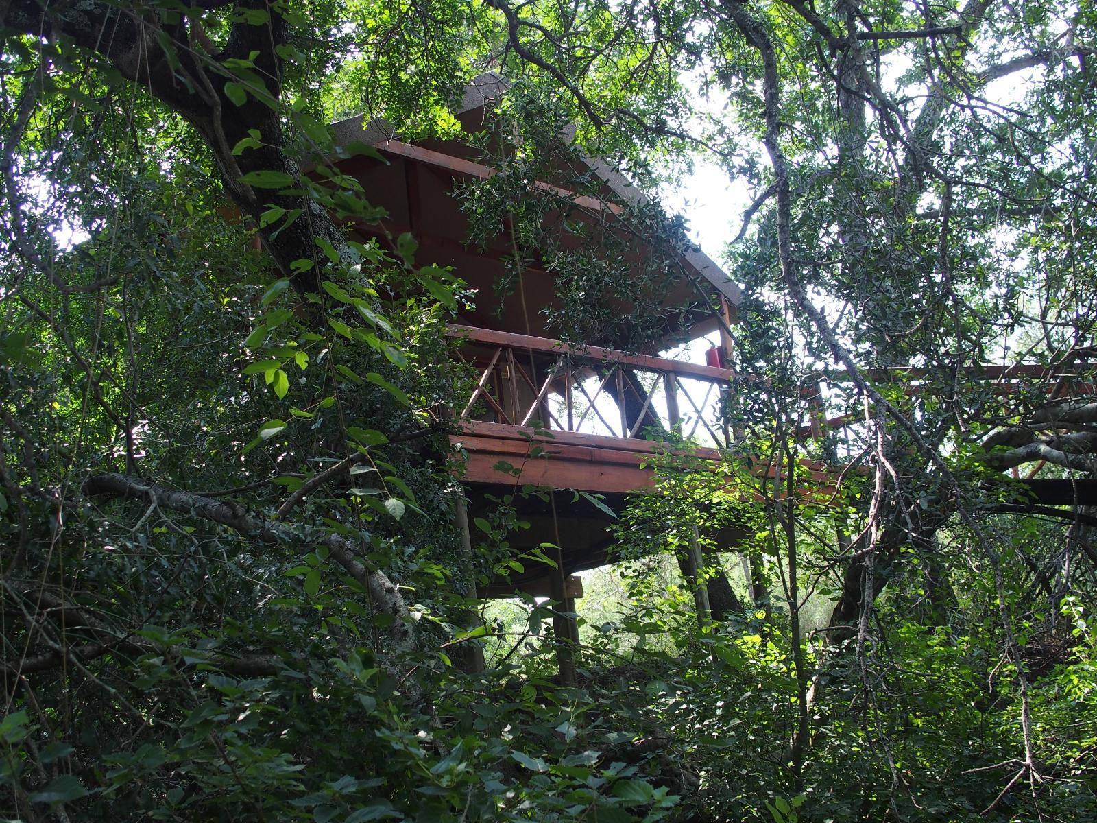 Lion Tree Top Lodge Acornhoek Mpumalanga South Africa Bridge, Architecture, Forest, Nature, Plant, Tree, Wood