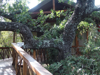 Lion Tree Top Lodge Acornhoek Mpumalanga South Africa Plant, Nature, Tree, Wood