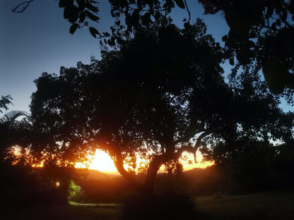 Lions Rock Rapids Lodge And Luxury Tented Camp, Sky, Nature, Tree, Plant, Wood, Sunset