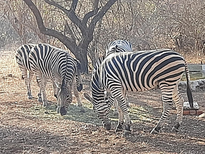 Lion S Lair Marloth Park Mpumalanga South Africa Zebra, Mammal, Animal, Herbivore