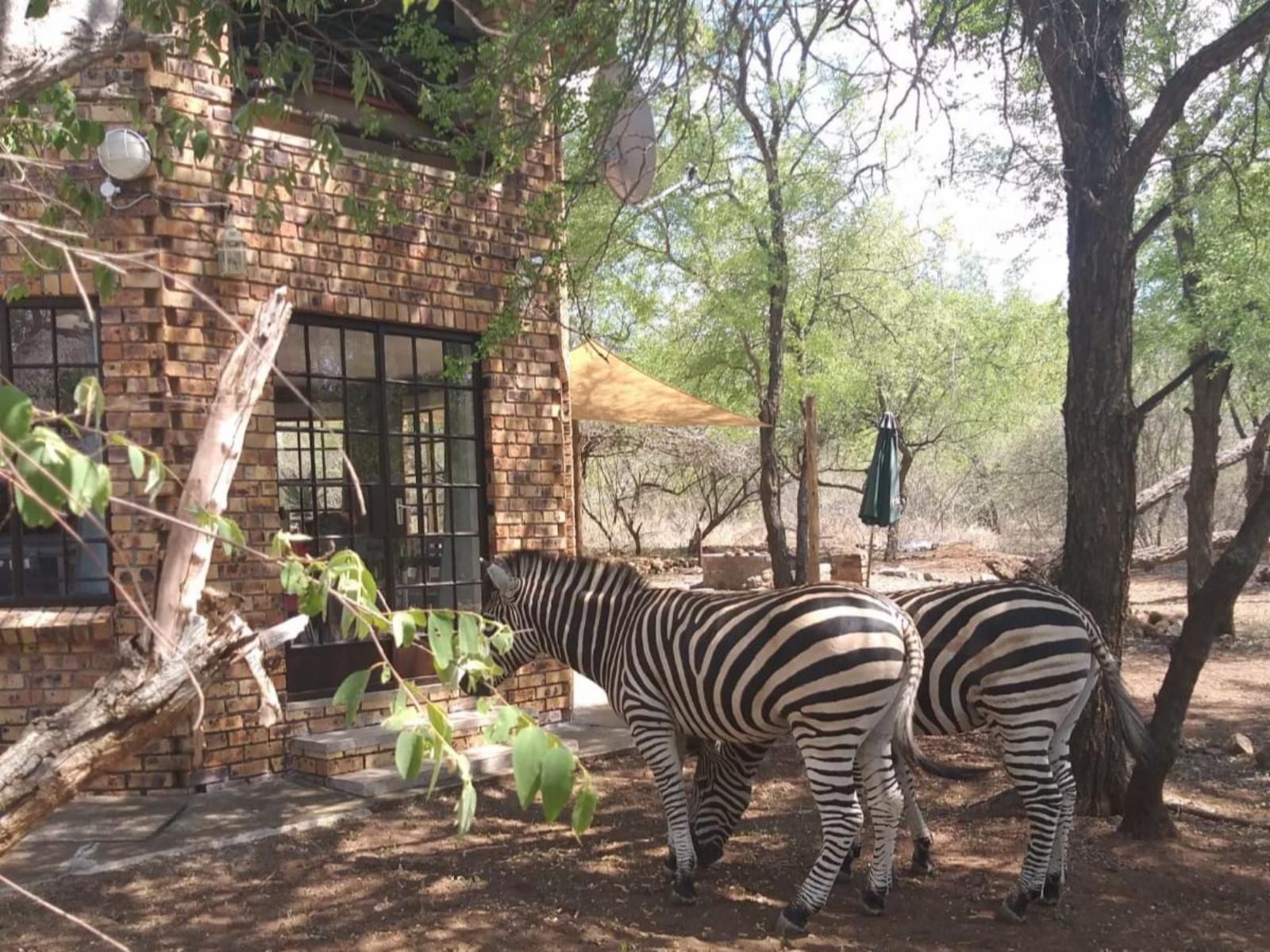 Lion S Lair Marloth Park Mpumalanga South Africa Zebra, Mammal, Animal, Herbivore