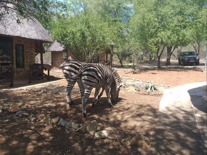 Lion S Lair Marloth Park Mpumalanga South Africa Zebra, Mammal, Animal, Herbivore