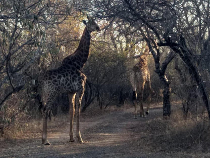 Lion S Lair Marloth Park Mpumalanga South Africa Unsaturated, Giraffe, Mammal, Animal, Herbivore