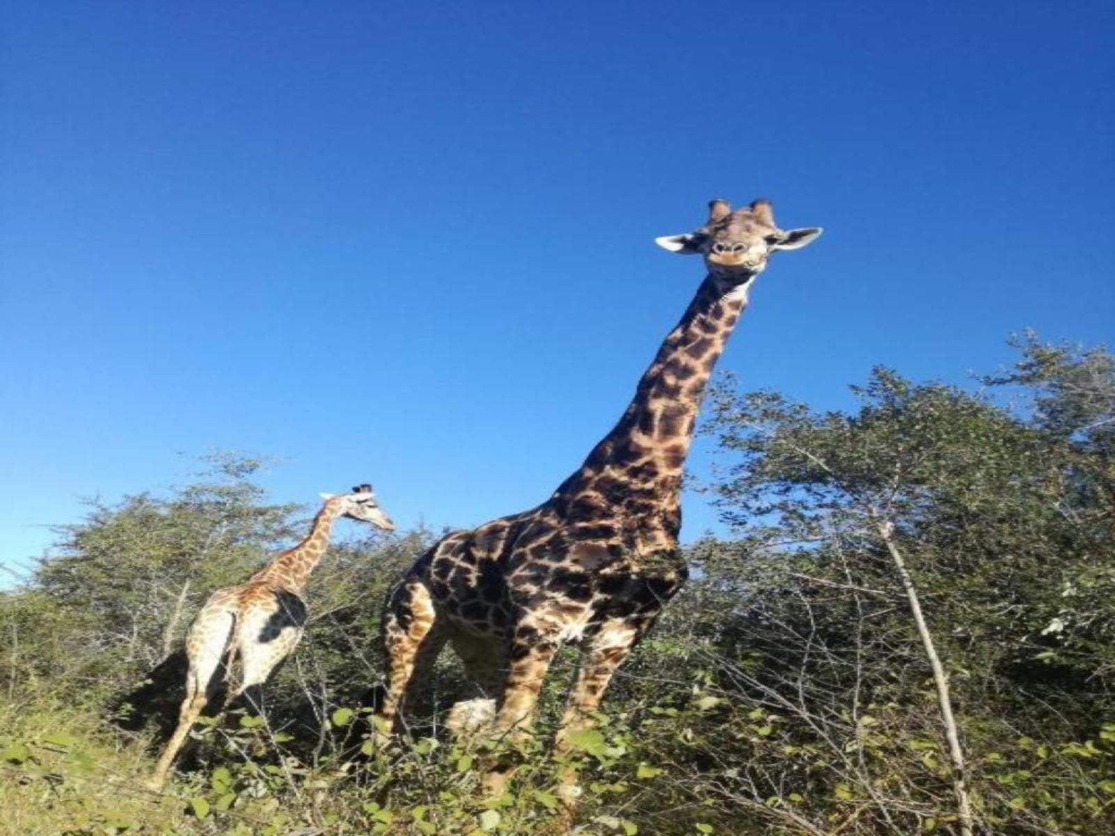 Lion Tree Bush Lodge Marloth Park Mpumalanga South Africa Giraffe, Mammal, Animal, Herbivore