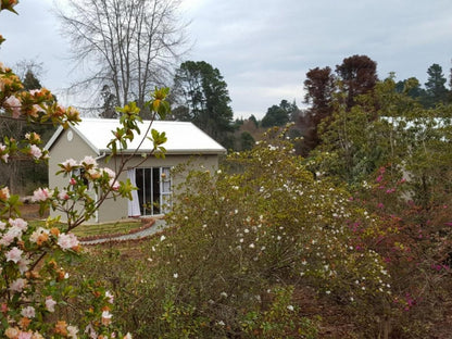 Liquid Amber Hogsback Eastern Cape South Africa House, Building, Architecture, Plant, Nature, Garden