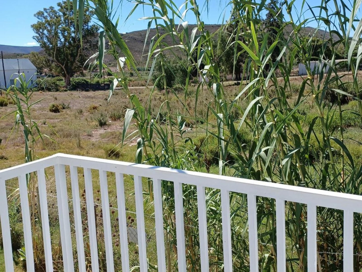 Little 13 Mill Street Mcgregor Western Cape South Africa Palm Tree, Plant, Nature, Wood, Garden