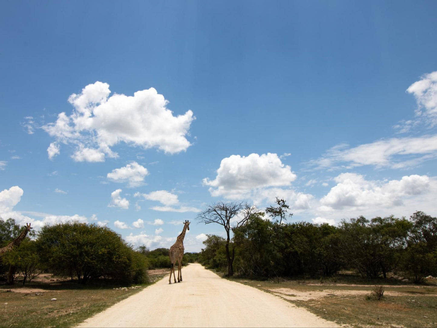 Little Africa Safari Lodge Moditlo Private Game Reserve Limpopo Province South Africa Giraffe, Mammal, Animal, Herbivore
