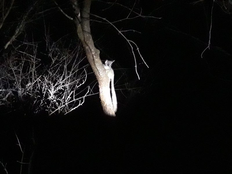 Little Bush Baby Marloth Park Mpumalanga South Africa Dark, Kingfisher, Bird, Animal, Deer, Mammal, Herbivore