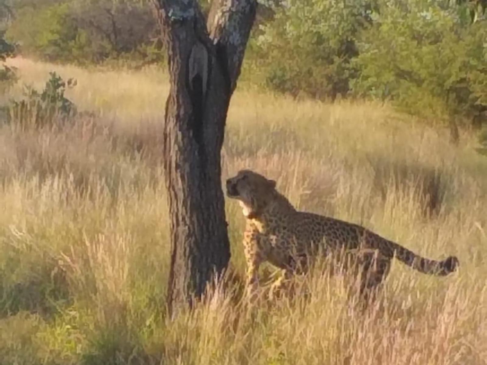 Little Dinokeng Bush Lodge, Cheetah, Mammal, Animal, Big Cat, Predator