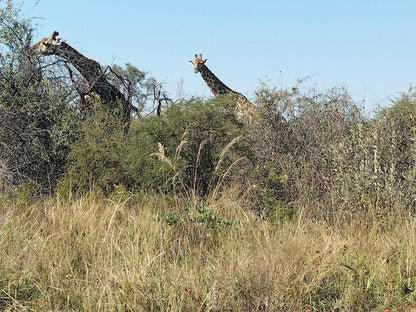 Little Dinokeng Bush Lodge, Animal