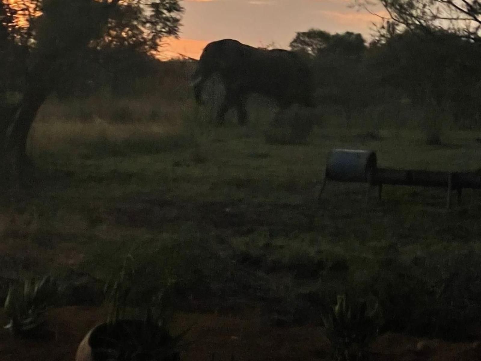 Little Dinokeng Bush Lodge, Animal