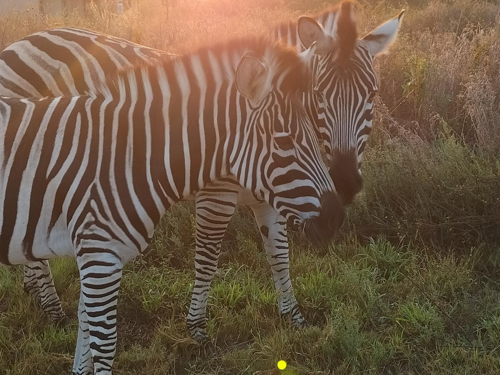 Little Dinokeng Bush Lodge, Zebra, Mammal, Animal, Herbivore