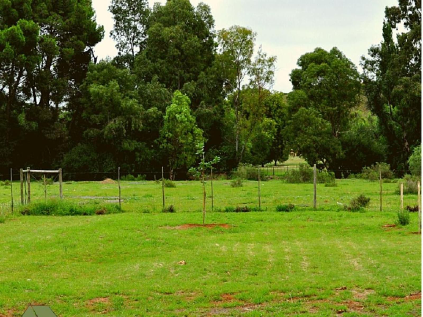 Little Farms Colesberg Northern Cape South Africa Tree, Plant, Nature, Wood