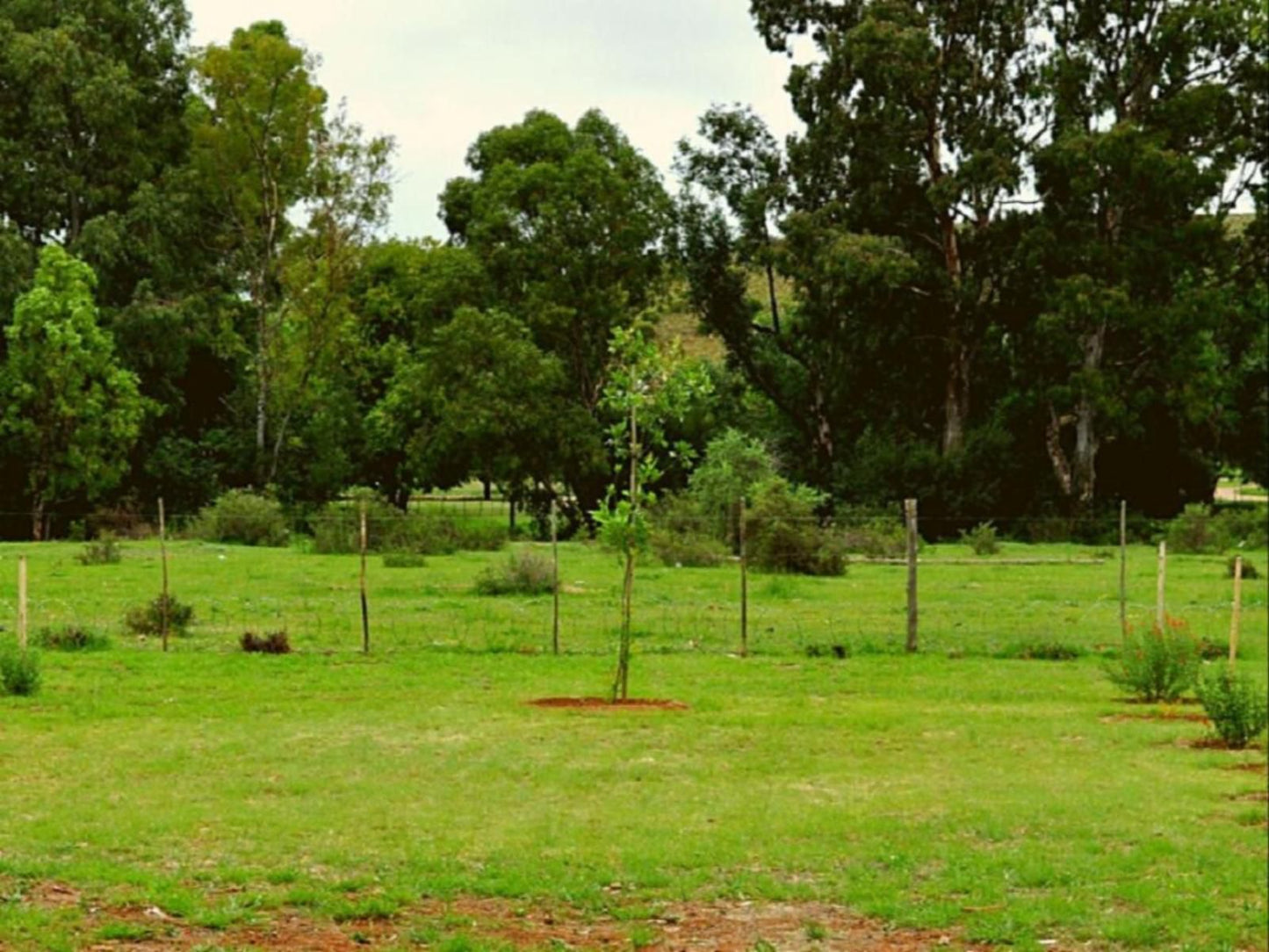 Little Farms Colesberg Northern Cape South Africa Tree, Plant, Nature, Wood