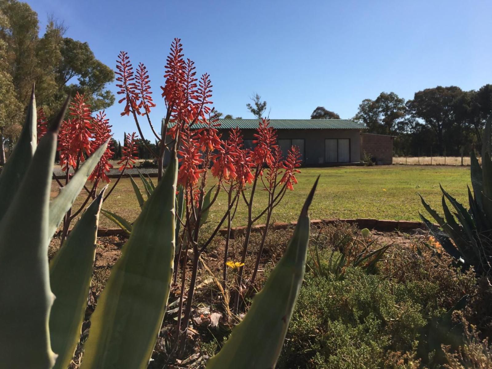 Little Farms Colesberg Northern Cape South Africa Complementary Colors, Plant, Nature